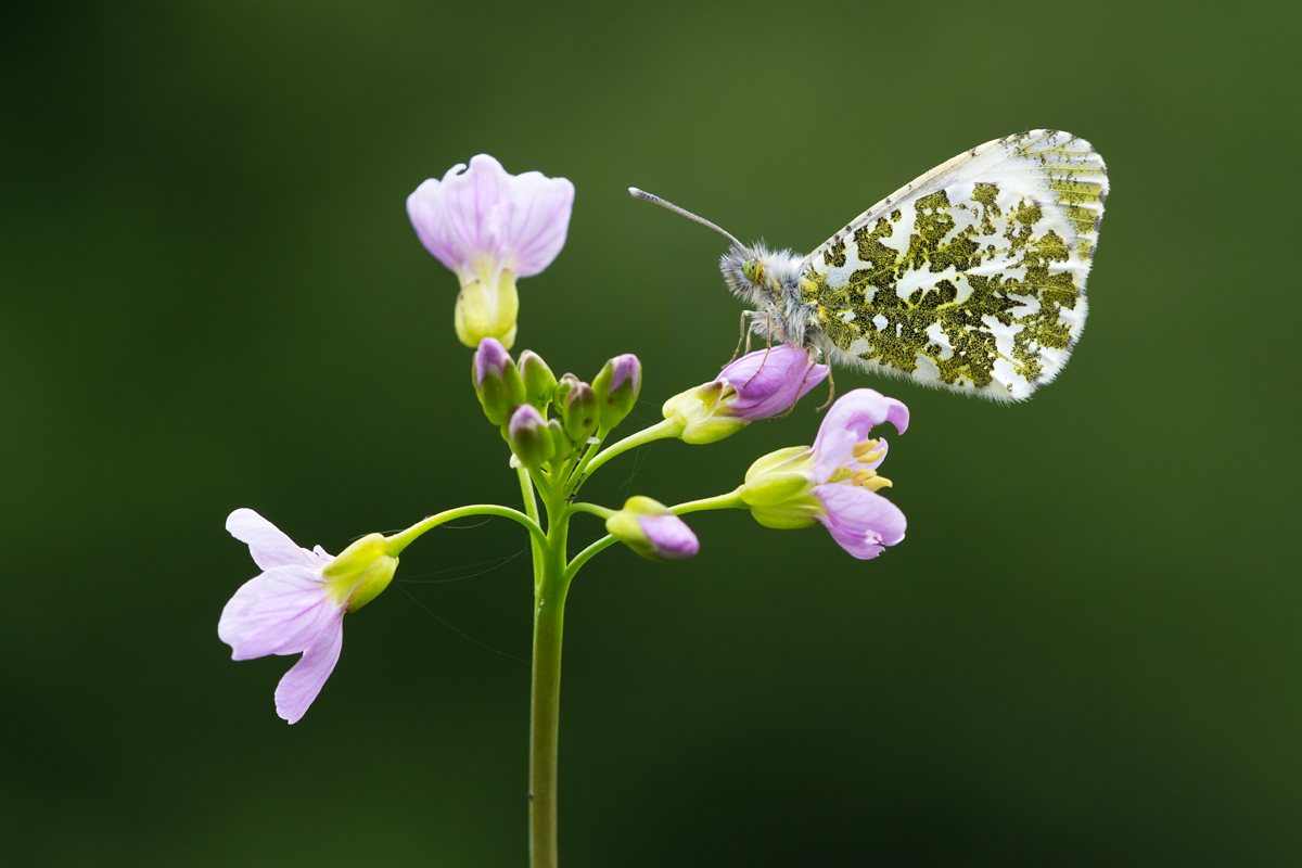 Orange Tip Butterfly